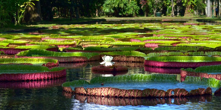 Mauritius Botanical Garden 