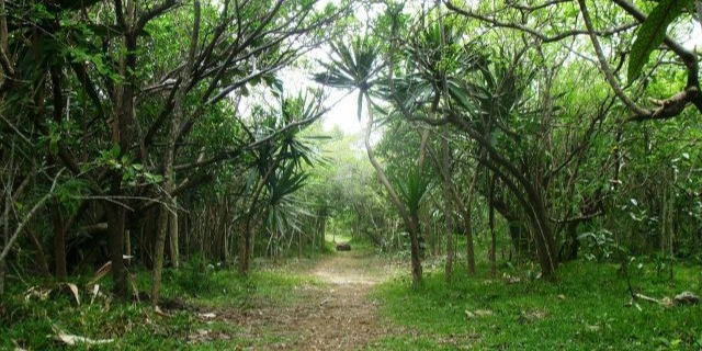 Ebony Forest Reserve Chamarel