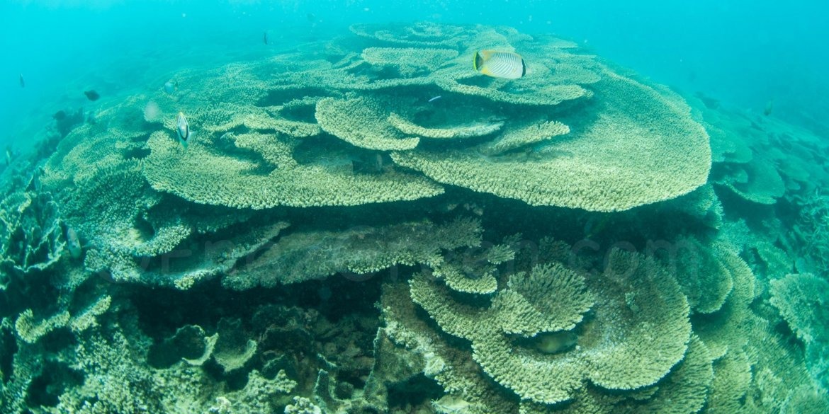 Glass Bottom Boat to Blue Bay Marine Park