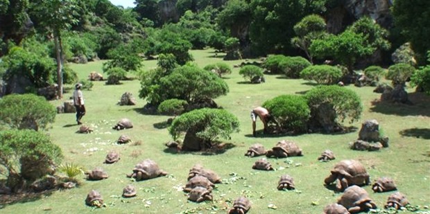 Giant Tortoise and Cave Reserve Rodrigues