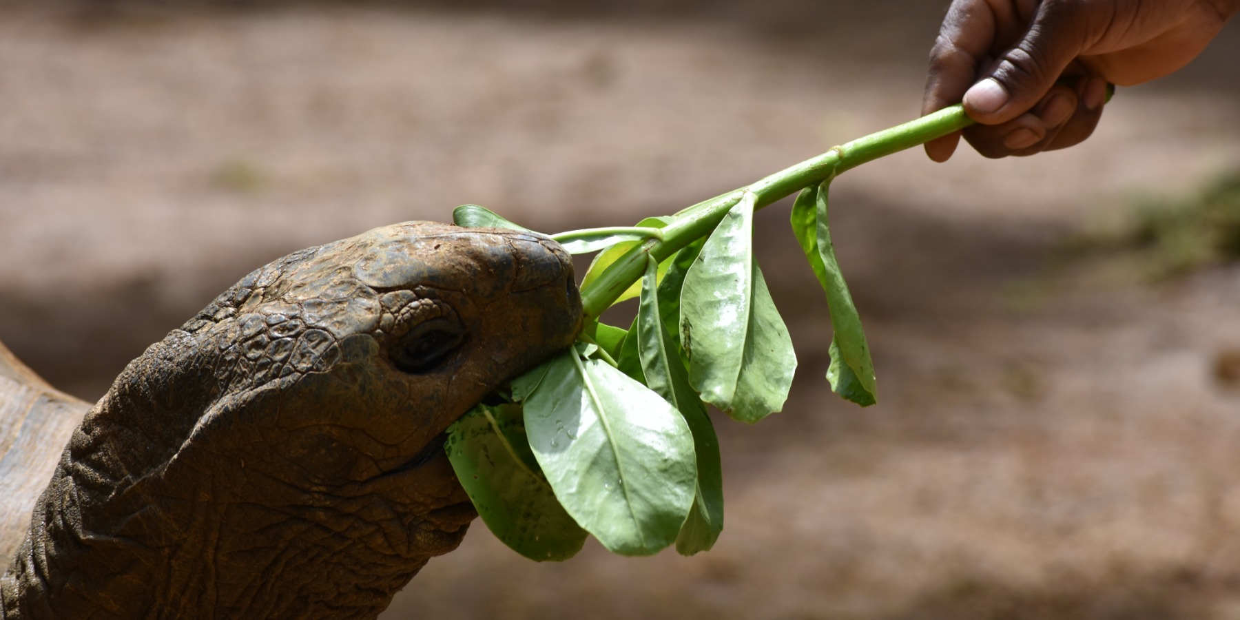 Giant Tortoises Adventure