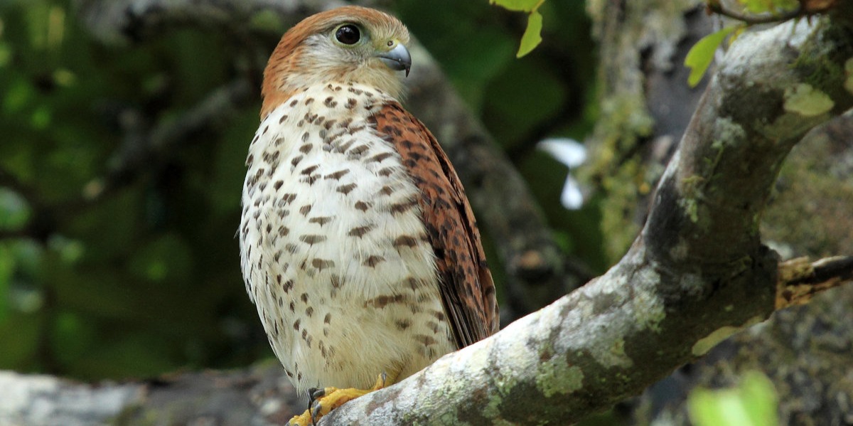 Bird-Watching at Black River Gorges National Park