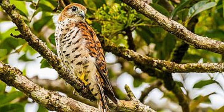 Kestrel Feeding & Lunch at La VallÃ©e de Ferney