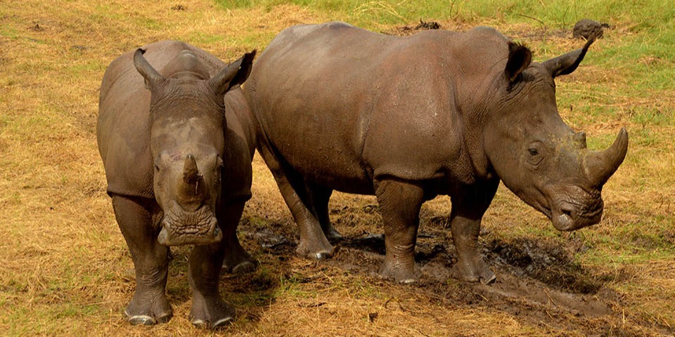 Interaction with the Rhinos/ Hippos at Casela