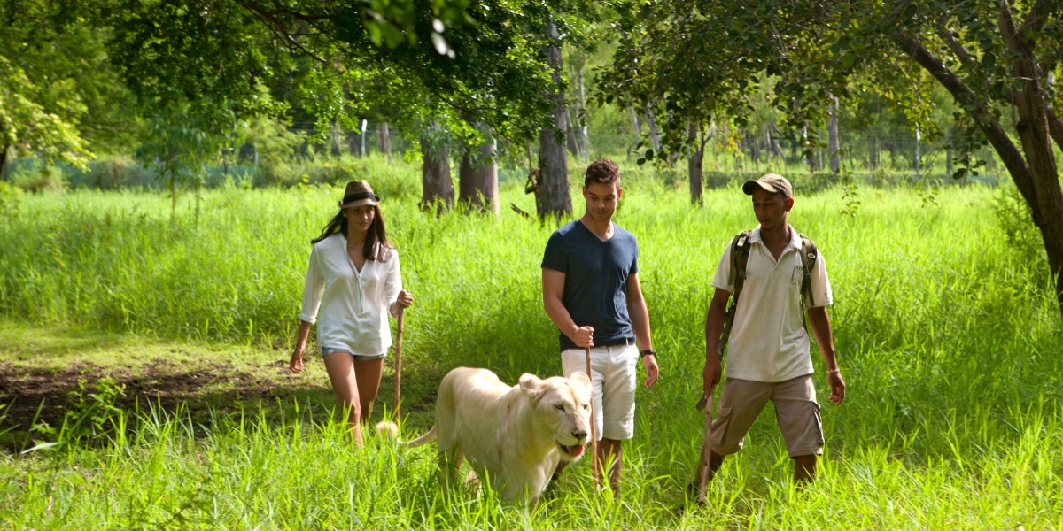 Walk with Lions at Casela