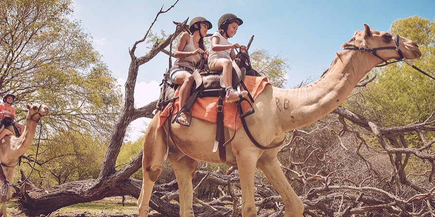 Camel Ride at Casela